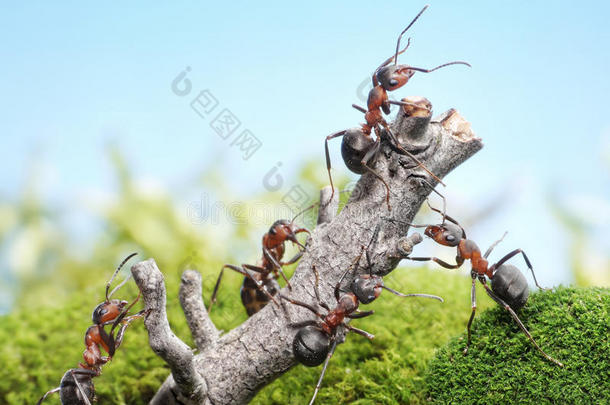 蚂蚁和风化树团队，团队合作理念