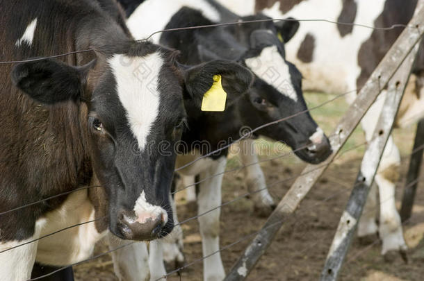 阿根廷荷兰多犊牛