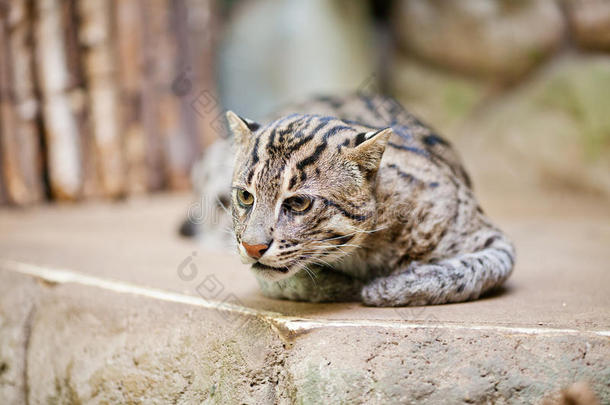 动物园里的野<strong>猫钓鱼</strong>