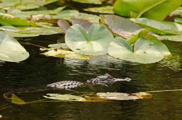 <strong>佛罗里达</strong>州大沼泽地的鳄鱼狩猎
