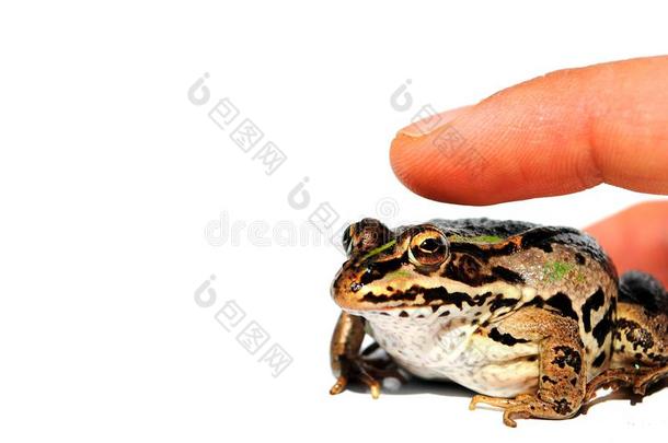 用<strong>手指点</strong>击青蛙而不是鼠标