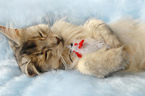 猫抱着玩具老鼠睡觉
