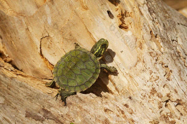 黄腹滑龟-美国阿拉巴马州