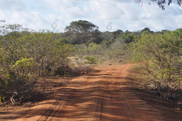 雅拉野生动物保护区内的道路