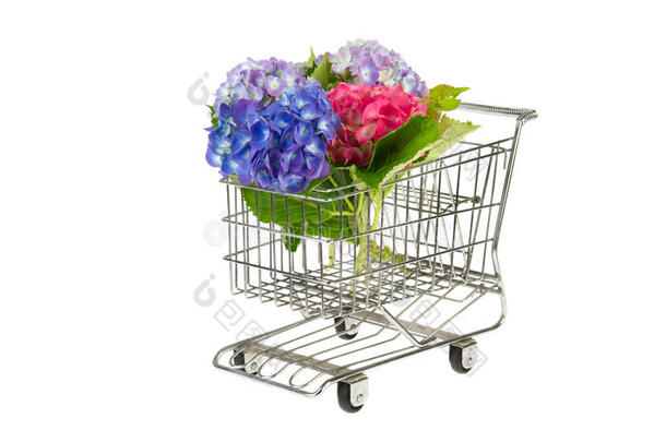购物车里的蓝粉色绣球花