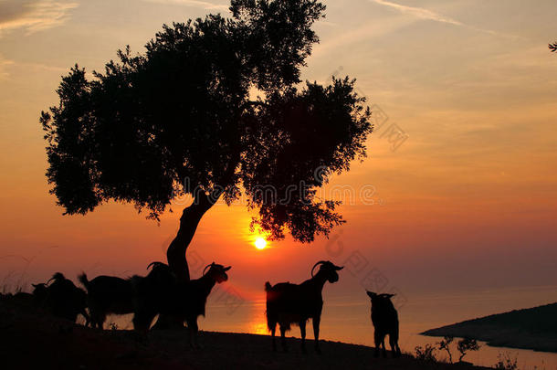 希腊太阳和山羊