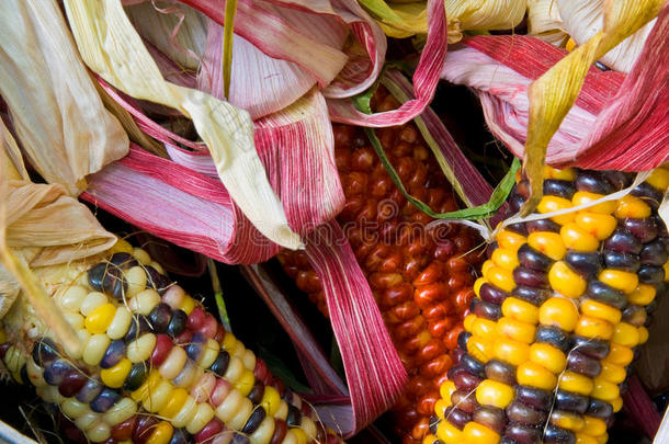 篮子里美洲印第安玉米的特写镜头