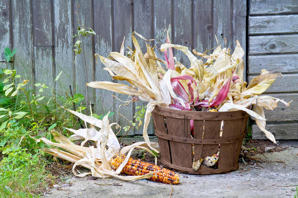 篮子里的美洲印第安玉米