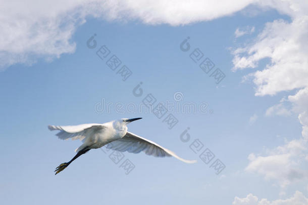 小白鹭带着云在蓝天上飞翔