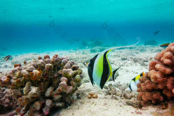 活动动物阿里亚洲环礁