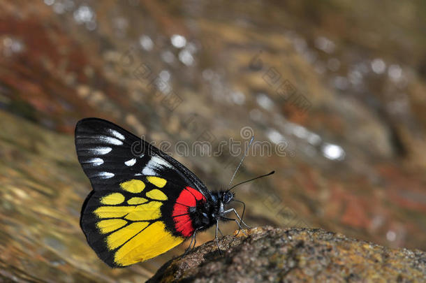 红底斑蝶