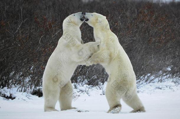北极熊<strong>之战</strong>。