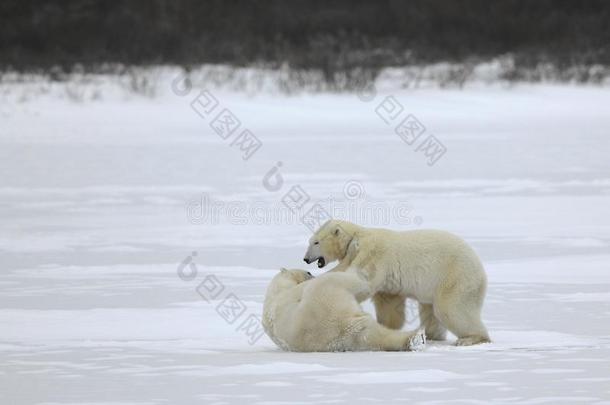 北极熊之战。