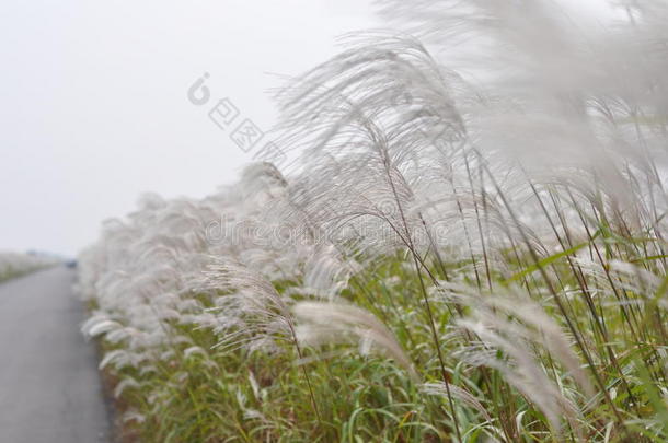 黄河美芦苇