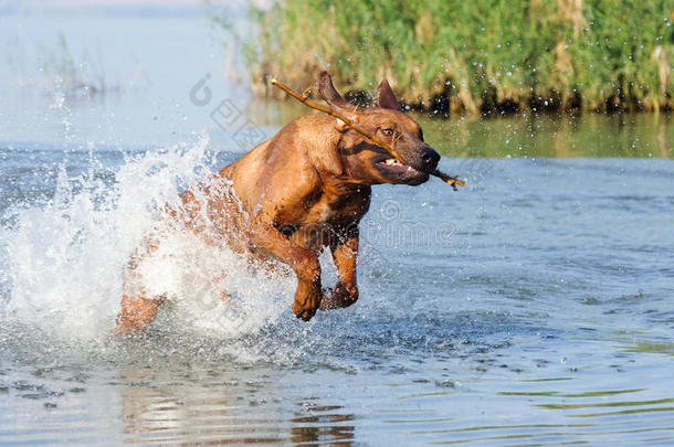 水中跑狗