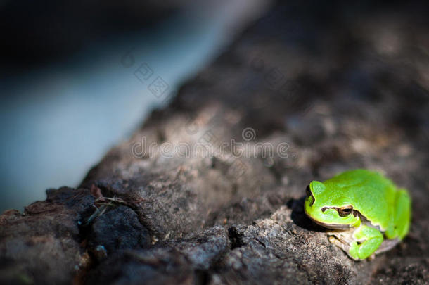 小树蛙