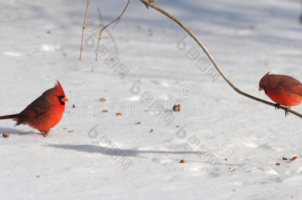 在雪地上的<strong>红衣主教</strong>