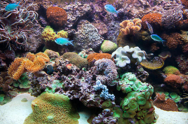 水下景观、鱼类、珊瑚礁