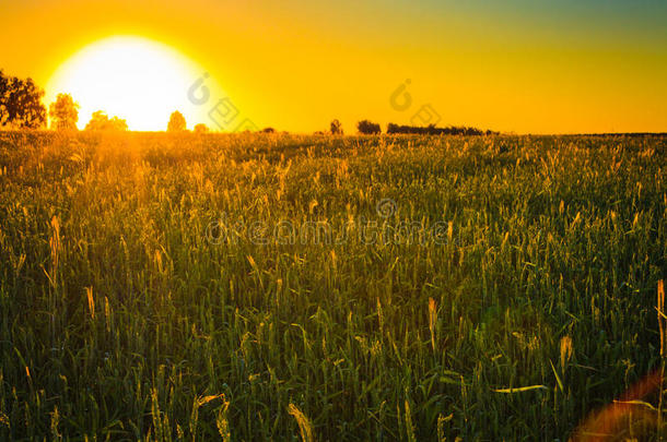 碧绿的田野上，夕阳明媚。