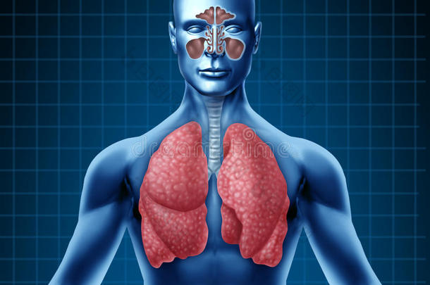 人类鼻窦和呼吸系统