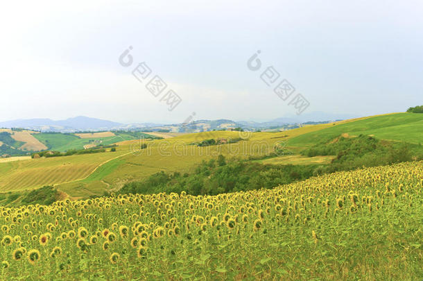 马尔克斯（意大利）-夏季景观