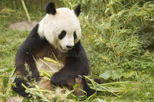 竹熊猫
