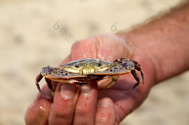 手持式小螃蟹