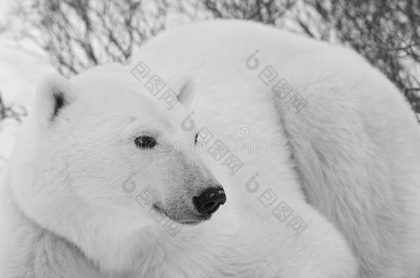 北极熊的肖像。