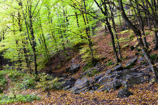 山崖上美丽的秋林。