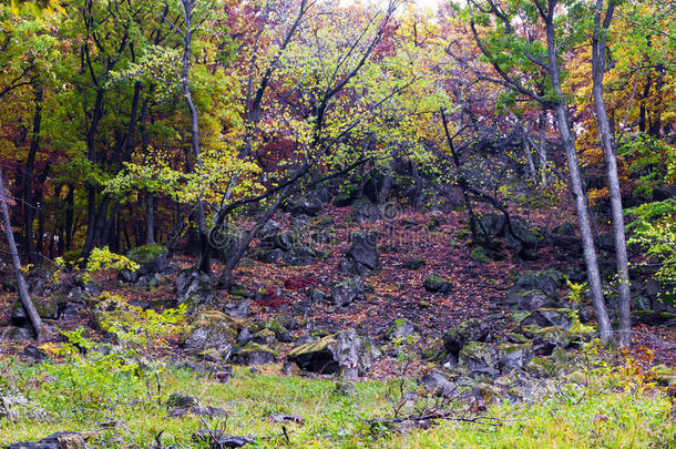 山崖上美丽的秋林。