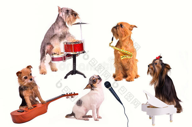 狗'；的管弦乐队/乐队