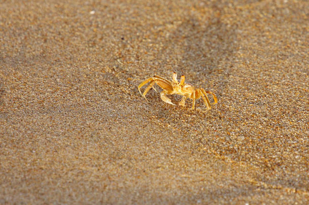 一只淡黄色的螃蟹在沙子上爬行