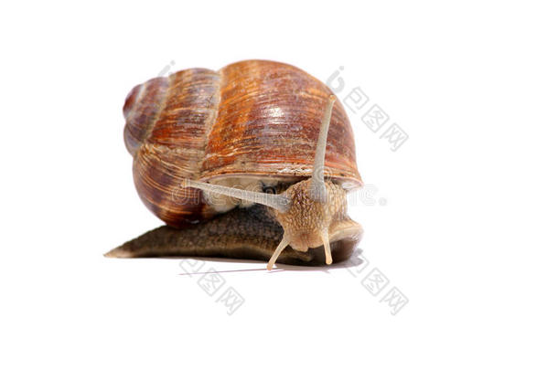 葡萄蜗牛