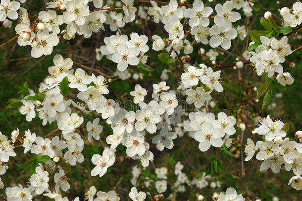 无缝开花李树