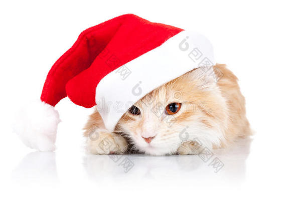 戴圣诞帽的<strong>可爱猫</strong>