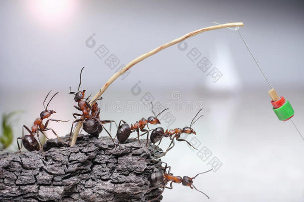 一群钓鱼的蚂蚁在海上钓鱼，团队合作