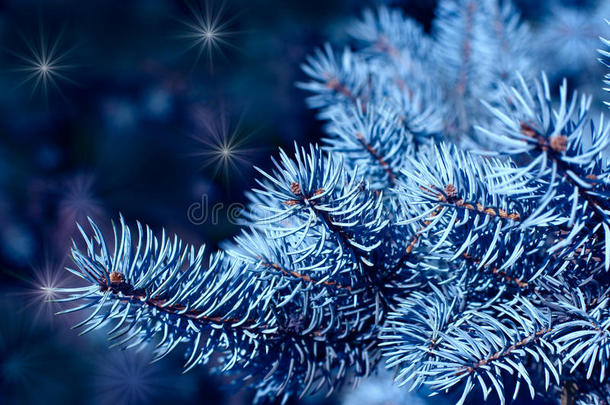 蓝色云杉的神奇树枝