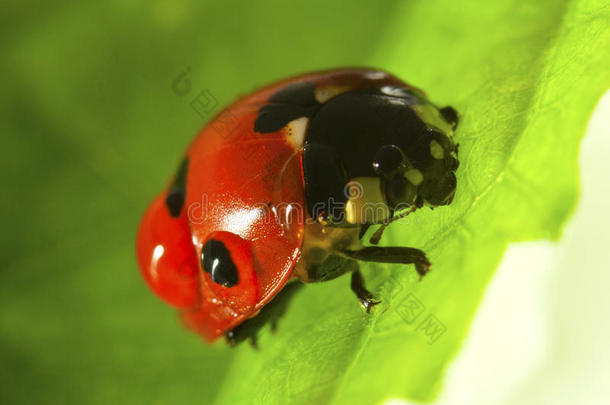 红瓢虫