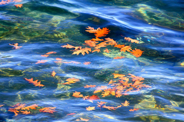 水上飘浮的秋叶
