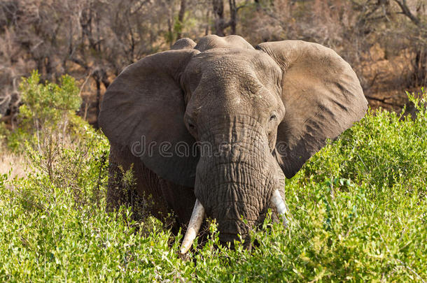 大象站在灌木丛之间