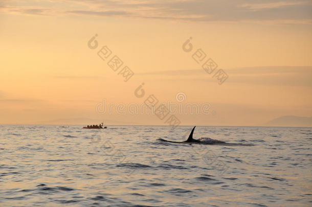 日落时分，虎鲸在船旁游泳