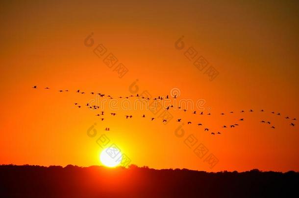 日落时的鸟群