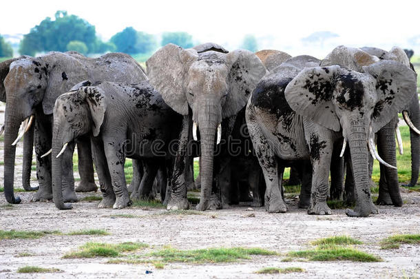非洲大草原上的大象群。肯尼亚野生动物园