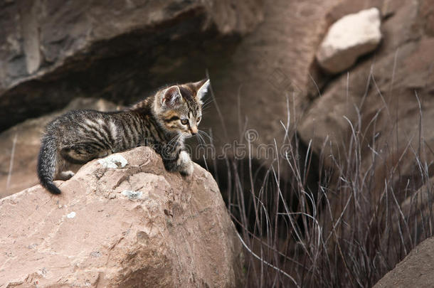 可爱的<strong>小野</strong>猫在岩石上