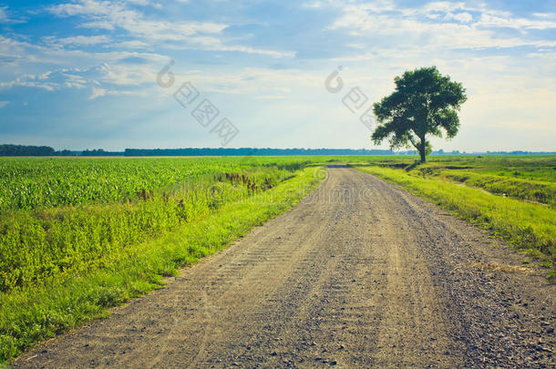 有独树的尘土飞扬的道路