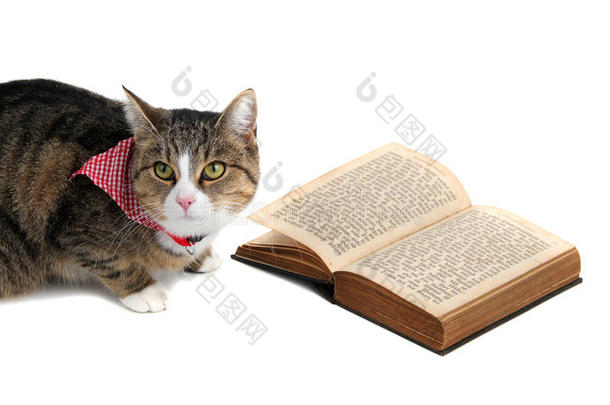 带着绷带的可爱猫在看书