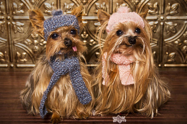 约克郡猎犬冬季盛装打扮