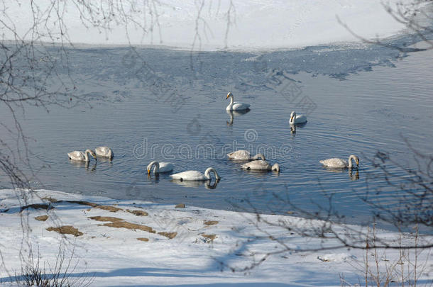 未结冰湖边的天鹅