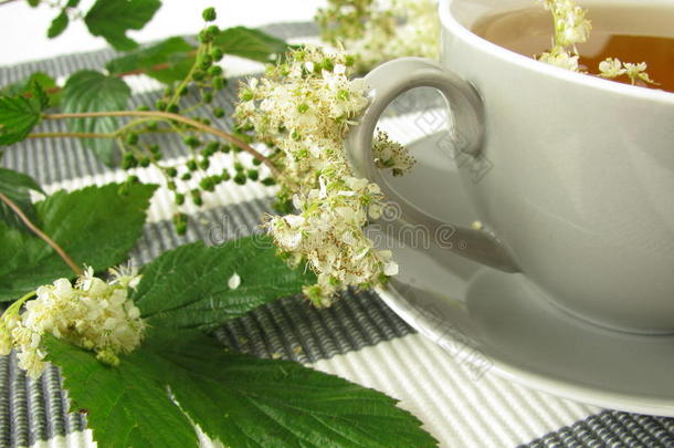 草甘茶