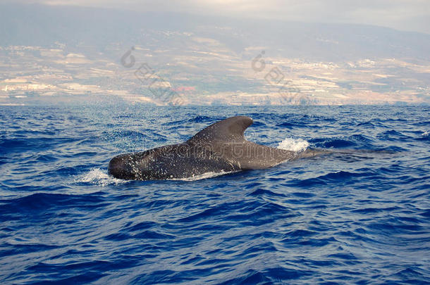 领航鲸